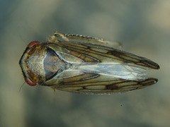 Oncopsis tristis