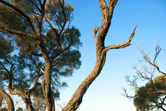 Acacia papyrocarpa