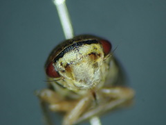 Oncopsis tristis