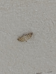 Dichocrocis sabatalis