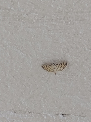 Dichocrocis sabatalis