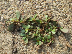 Portulaca oleracea