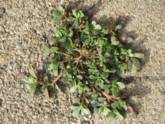 Portulaca oleracea