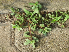 Portulaca oleracea