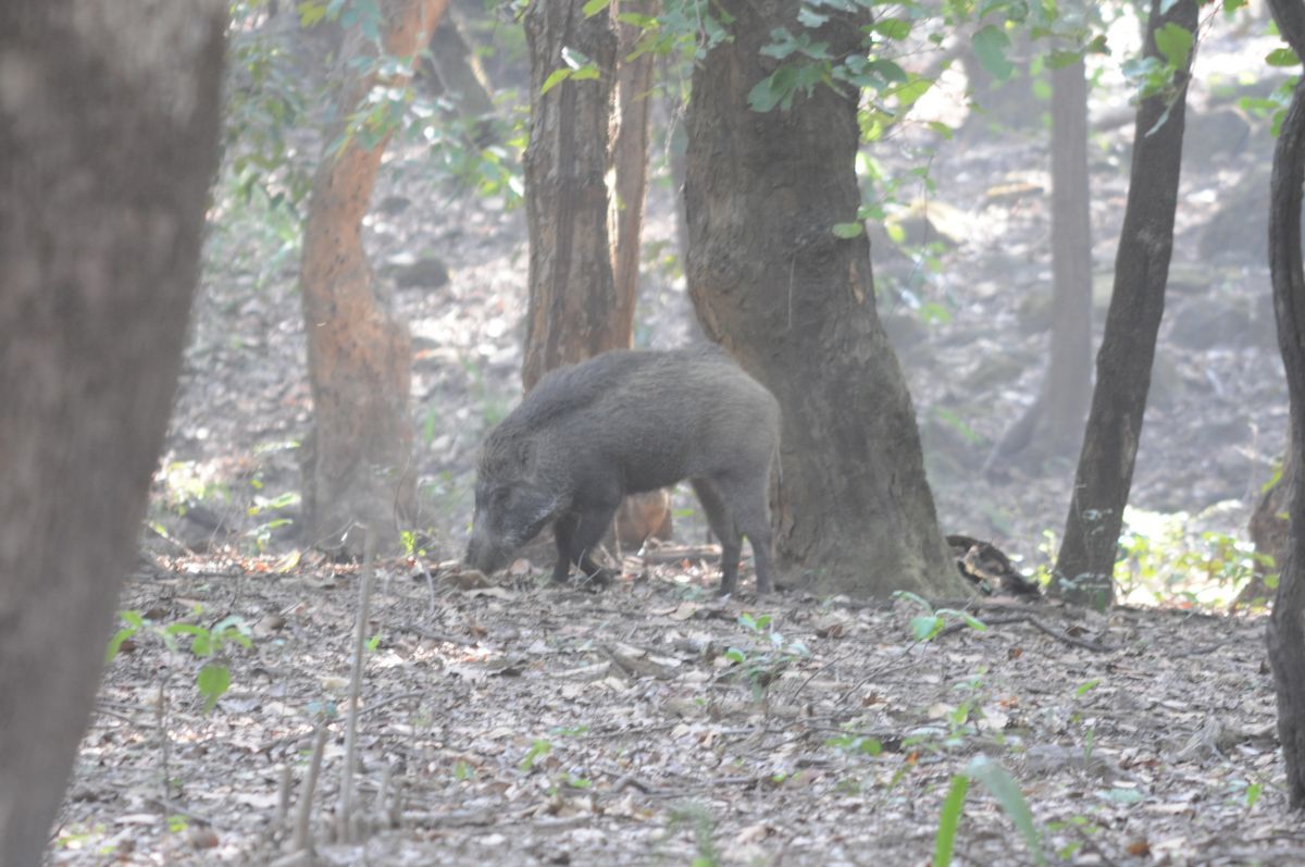 Wild boar