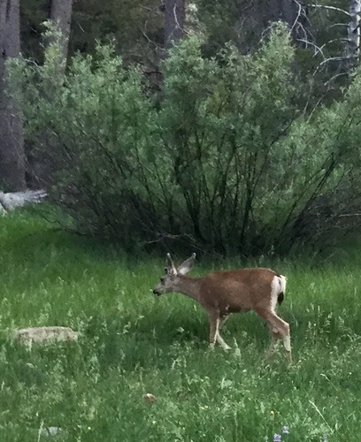 iNaturalist observation photo of Mule Deer