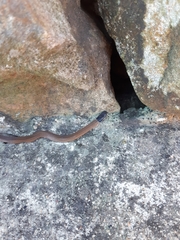 Aparallactus capensis