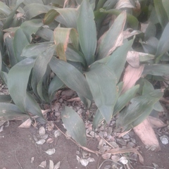 Aspidistra elatior