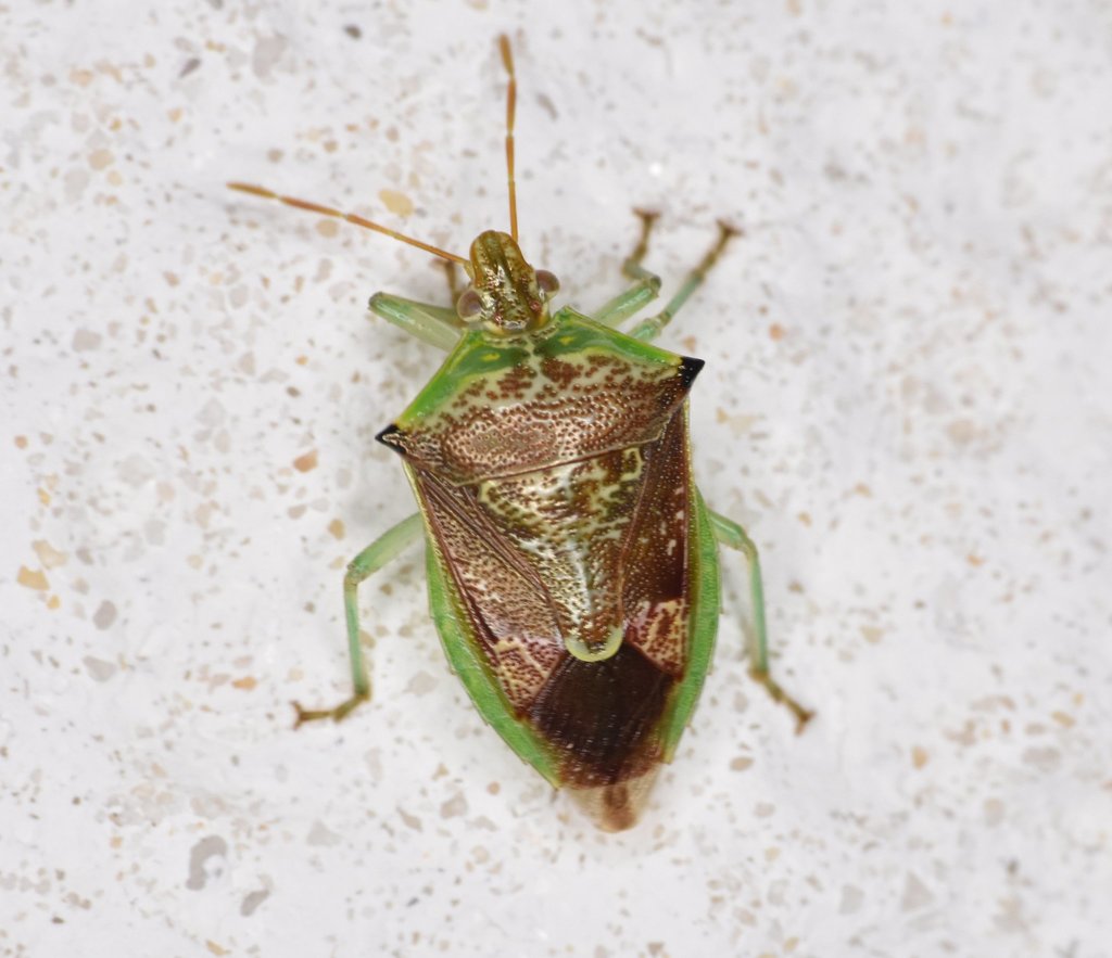 Tyrannocoris jole