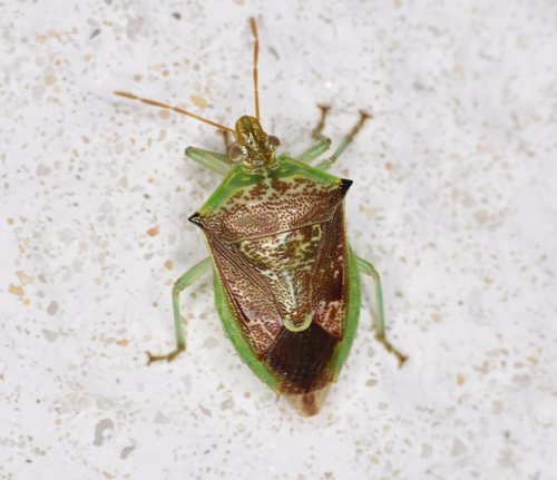 Tyrannocoris jole