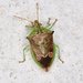 Tyrannocoris jole - Photo (c) Mike Ostrowski, some rights reserved (CC BY-SA), uploaded by Mike Ostrowski