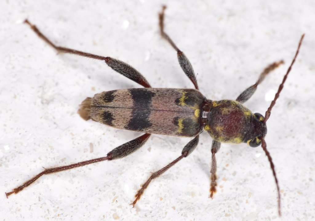 Xylotrechus