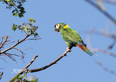 Primolius auricollis