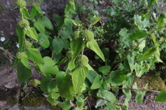 Phlomideae