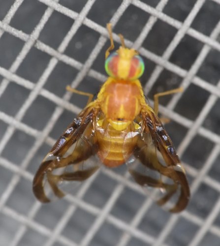 Caribbean Fruit Fly photo 4