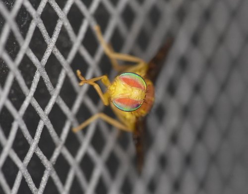Caribbean Fruit Fly photo 2