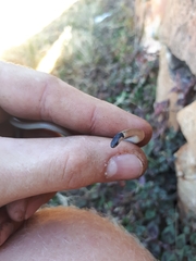 Aparallactus capensis