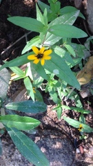 Zinnia maritima