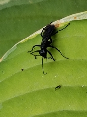 Auplopus carbonarius