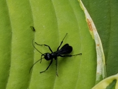 Auplopus carbonarius