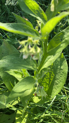 Magnoliopsida