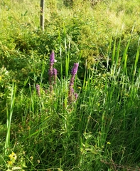Lythrum salicaria