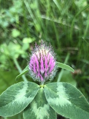 Trifolium pratense