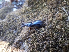 Lucanus barbarossa