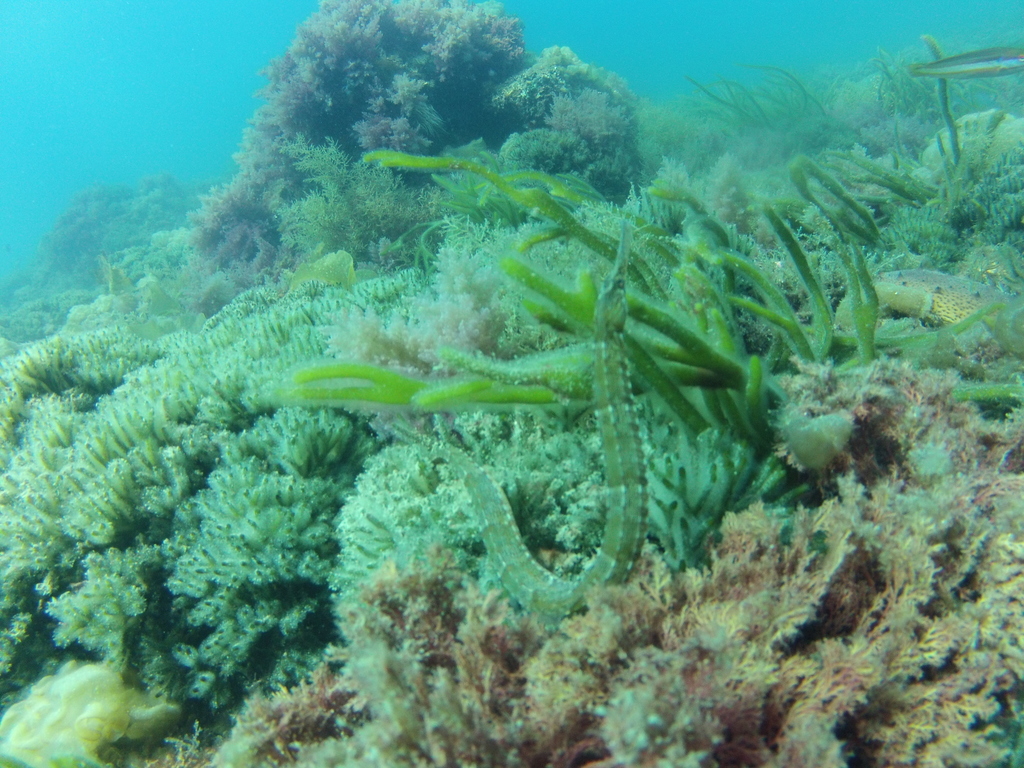 Greater Pipefish