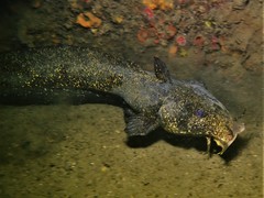 Estuary Catfish photo 4