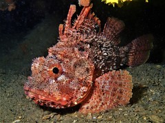 Scorpaena sumptuosa