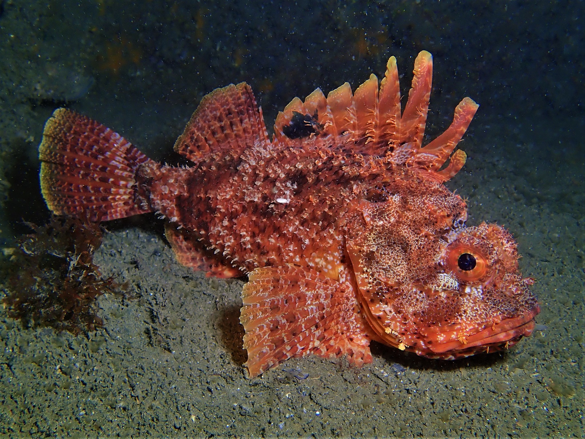 Red Scorpion Fish Red Scorpion Fish