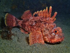 Scorpaena sumptuosa