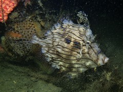 Chaetodermis penicilligerus