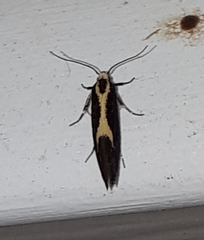 Polix coloradella