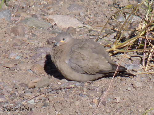 Black-winged Ground Dove
