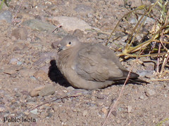 Black-Winged Ground Dove photo 2