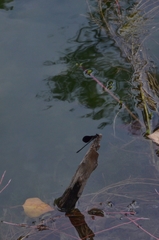 Calopteryx haemorrhoidalis