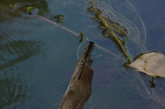 Calopteryx haemorrhoidalis