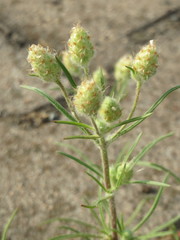 Plantago arenaria