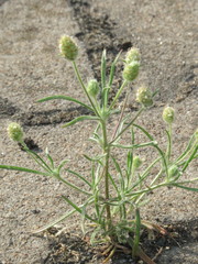 Plantago arenaria