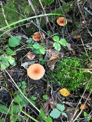 Lactarius tabidus
