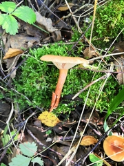 Lactarius tabidus