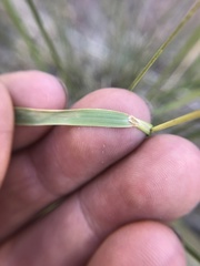 Festuca idahoensis
