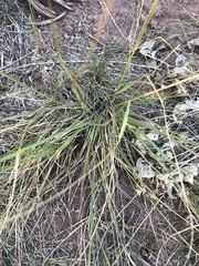 Festuca idahoensis