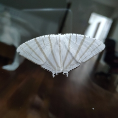 Urapteroides astheniata