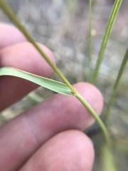 Festuca idahoensis