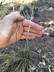 Festuca idahoensis
