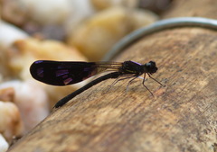 Aristocypha fenestrella