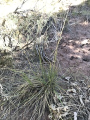 Festuca idahoensis